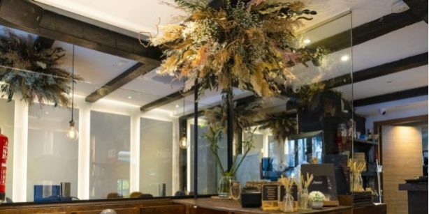 Plantas de interior que no necesitan luz