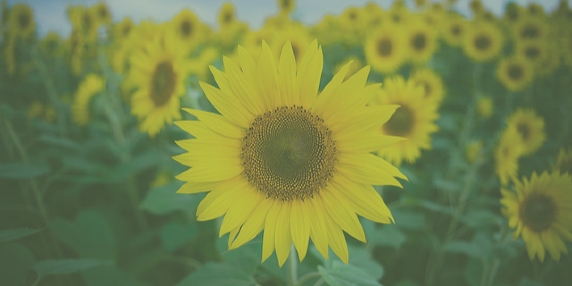 cuidar-tus-flores-en-verano Imagen de consejos para cuidar tus flores en verano