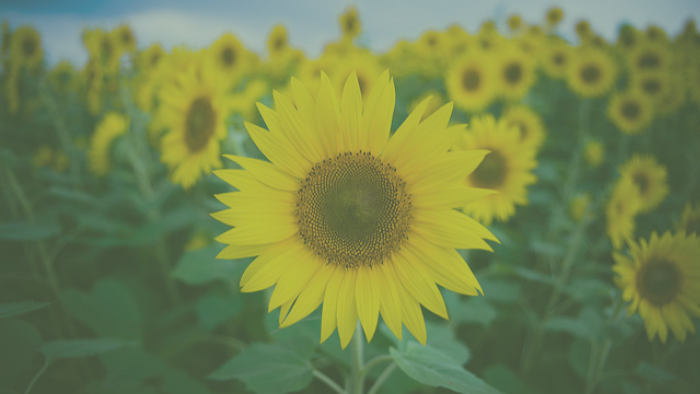 Imagen de consejos para cuidar tus flores en verano