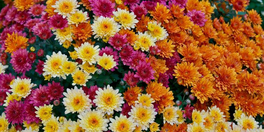 image Decorar un evento con flores naranjas