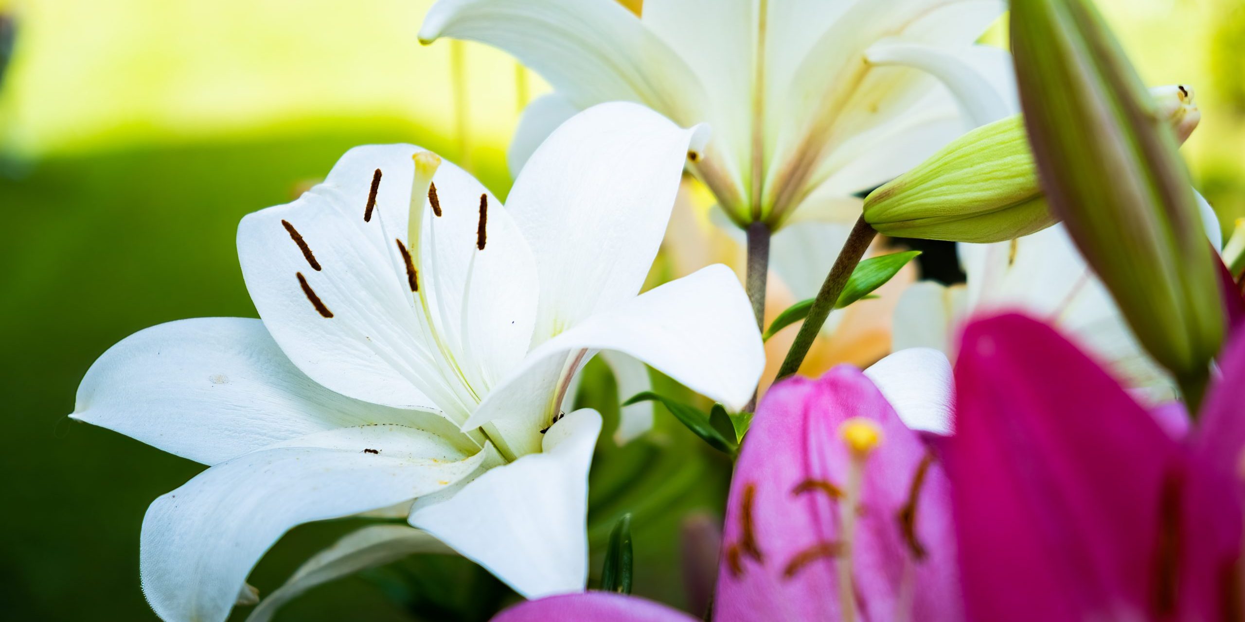 lily-flower-in-the-garden-shallow-depth-of-field-2024-10-16-19-54-01-utc Decoración minimalista con flores blancas y verdes en un evento elegante