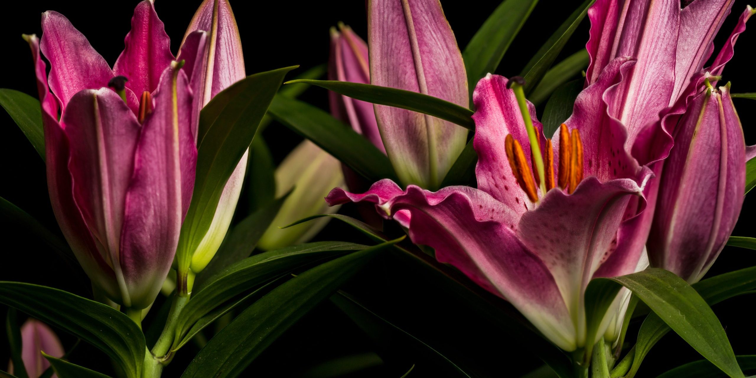 vibrant-bouquet-of-pink-lilies-in-full-bloom-set-a-2025-02-09-01-50-14-utc Flores para eventos nocturnos