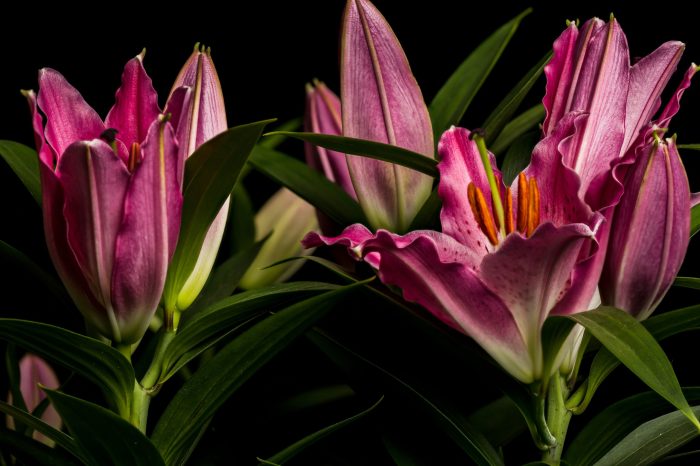 Flores para eventos nocturnos