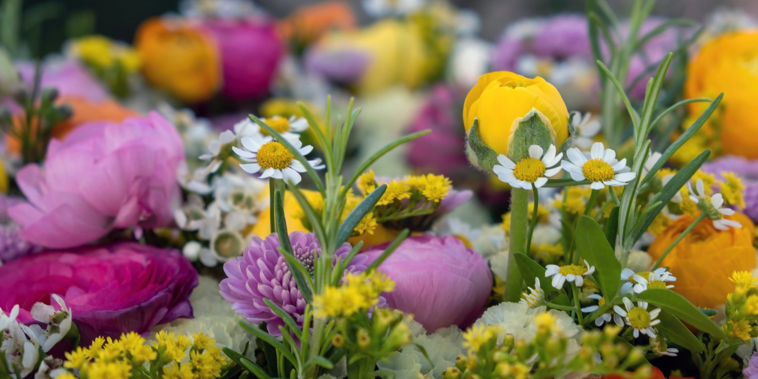 fresh-wild-flower-and-herb-background-close-up-ga-2024-12-07-17-01-48-utc Errores florales comunes y cómo evitarlos