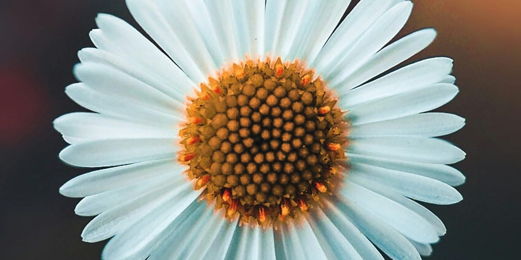 Ciencia detrás de las flores en eventos Invitados disfrutando de flores en un evento, mostrando la ciencia detrás de las flores