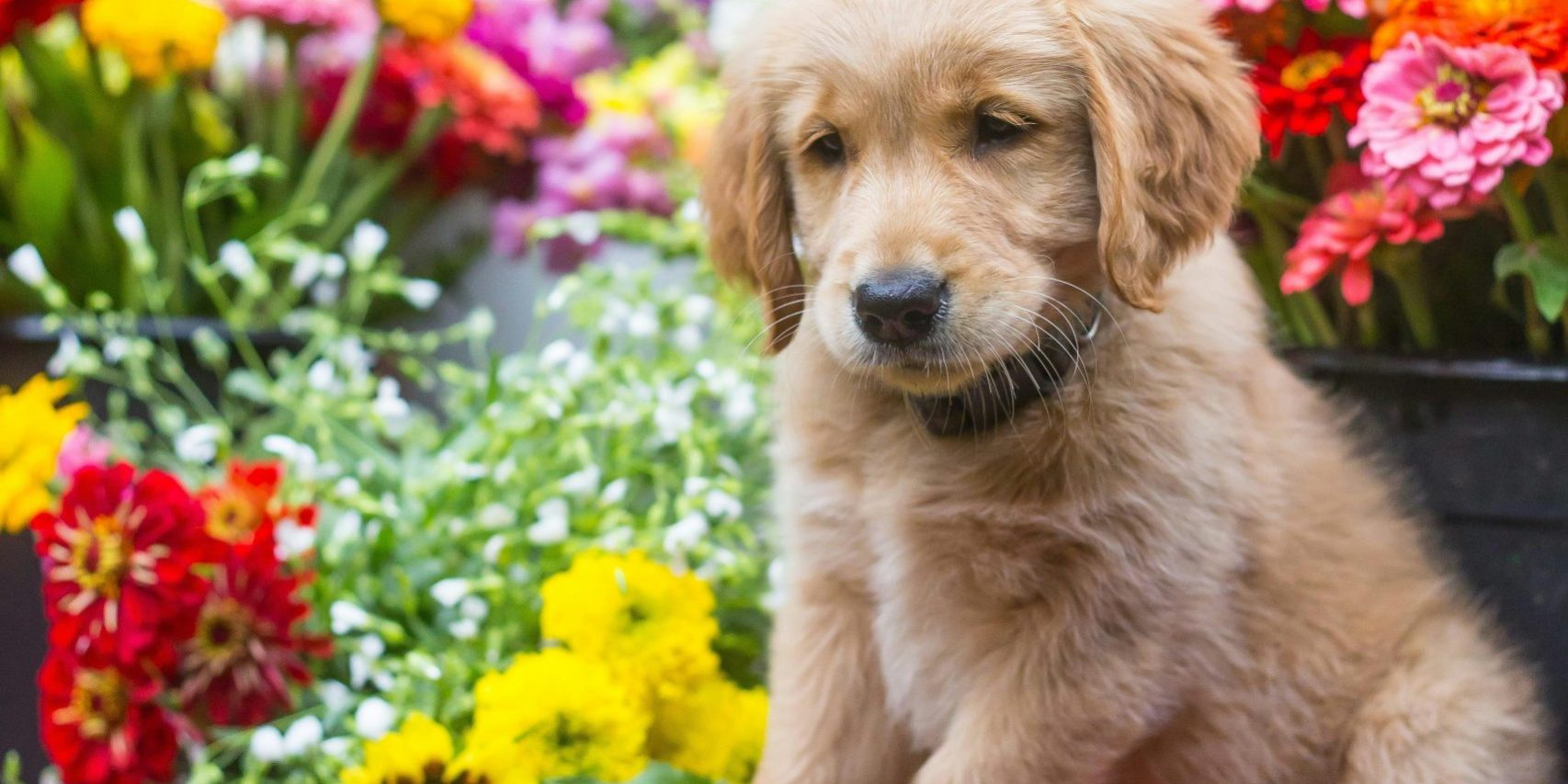 Flores seguras para perros y gatos en eventos elegantes Decoración floral con flores seguras para perros y gatos en un evento elegante
