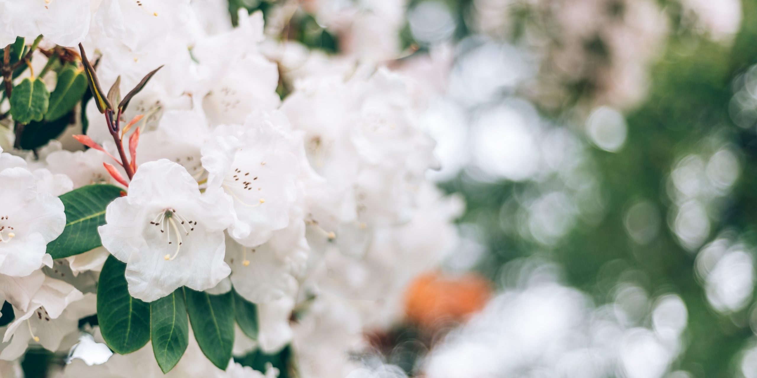 Decorar con flores blancas