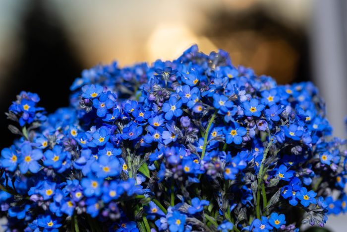 Decorar con flores azules
