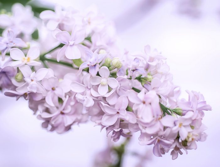 Rama de flores lilas para decorar un evento